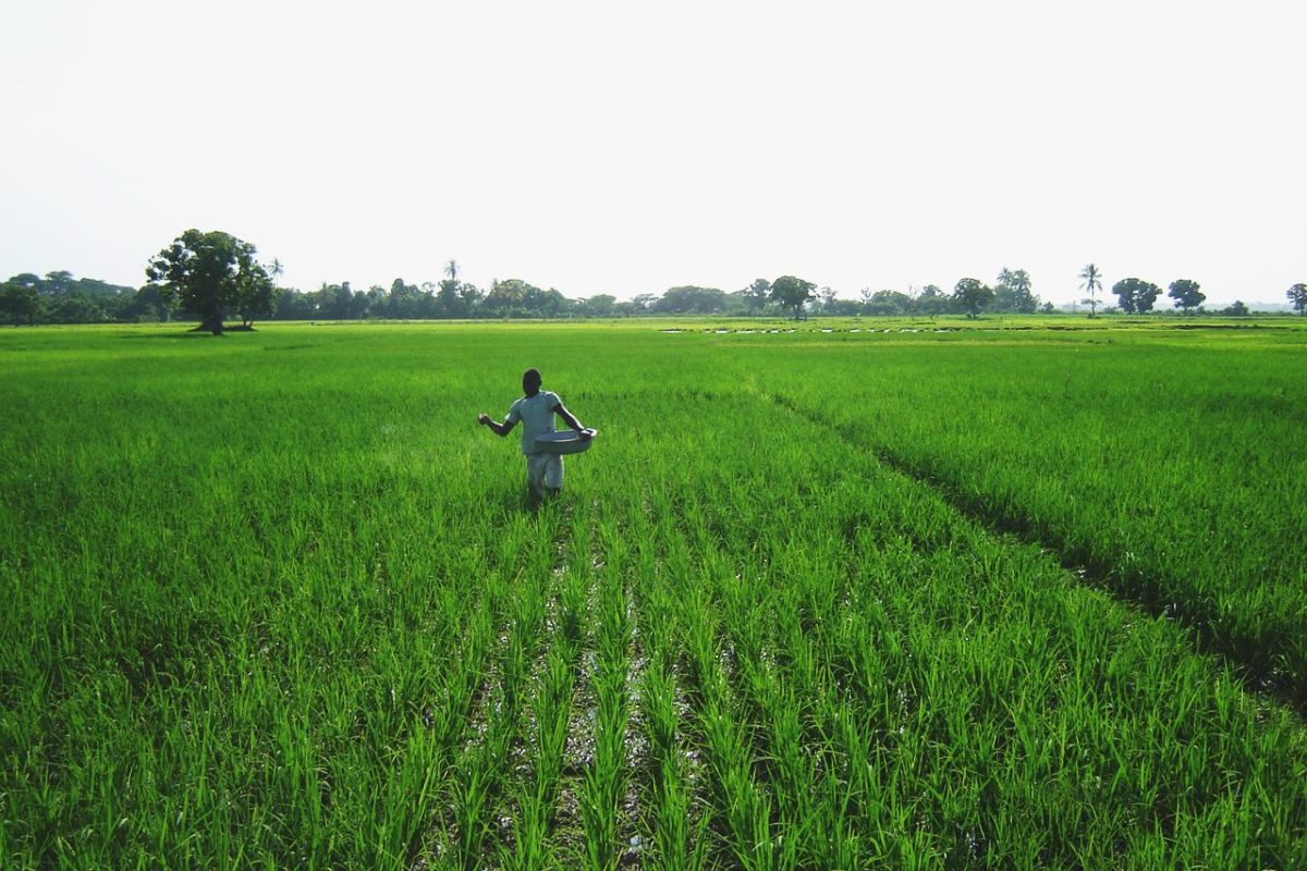 Productions agricoles